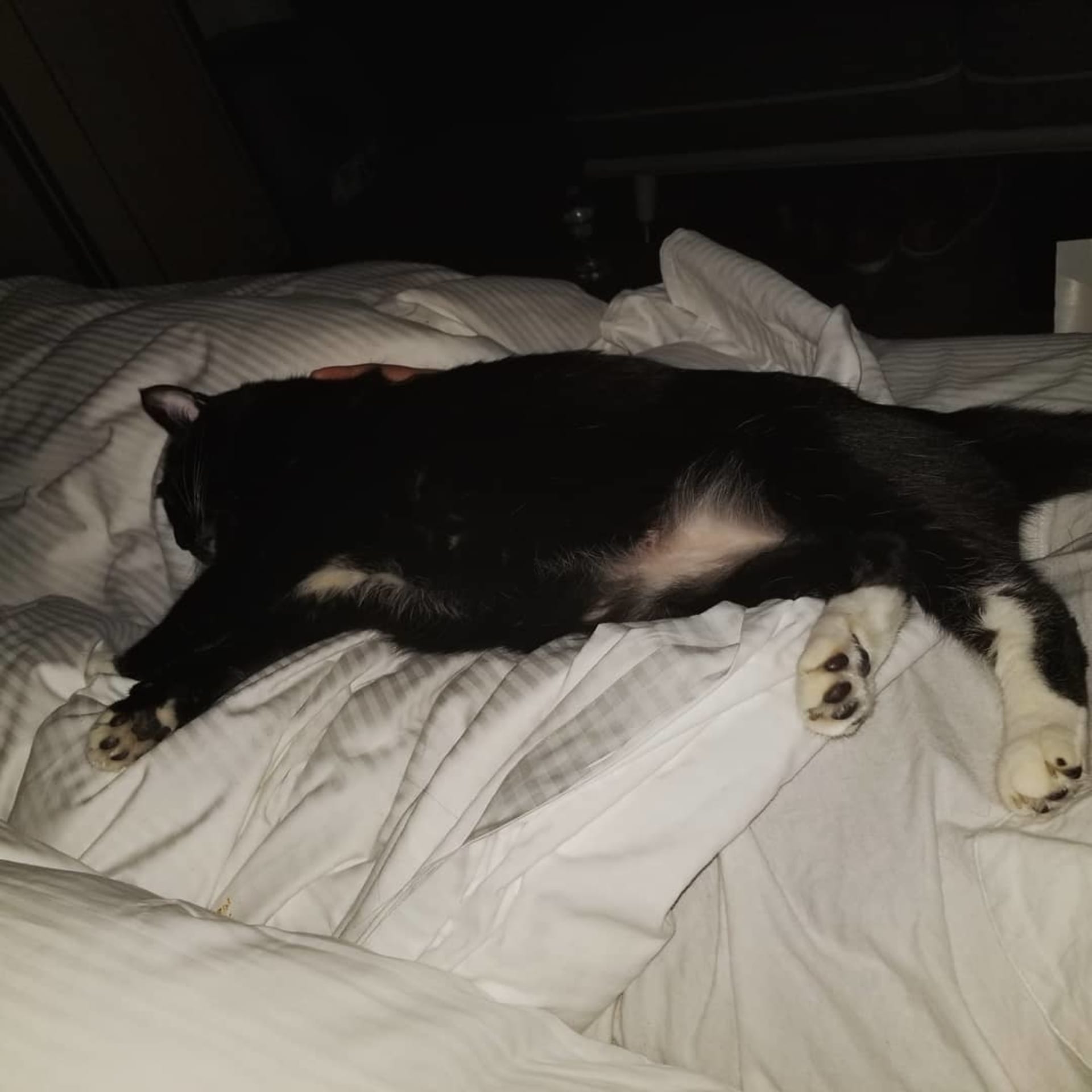 Nala
