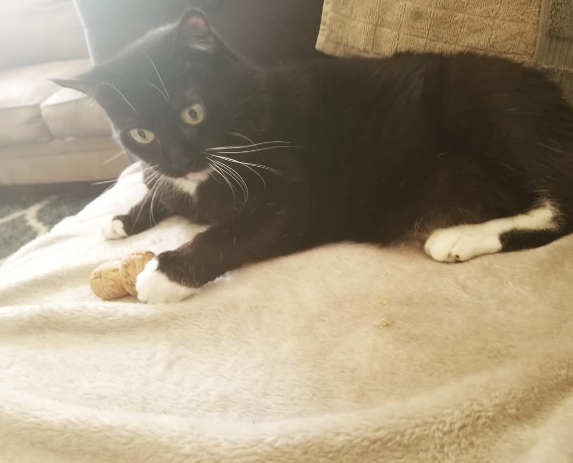 Nala