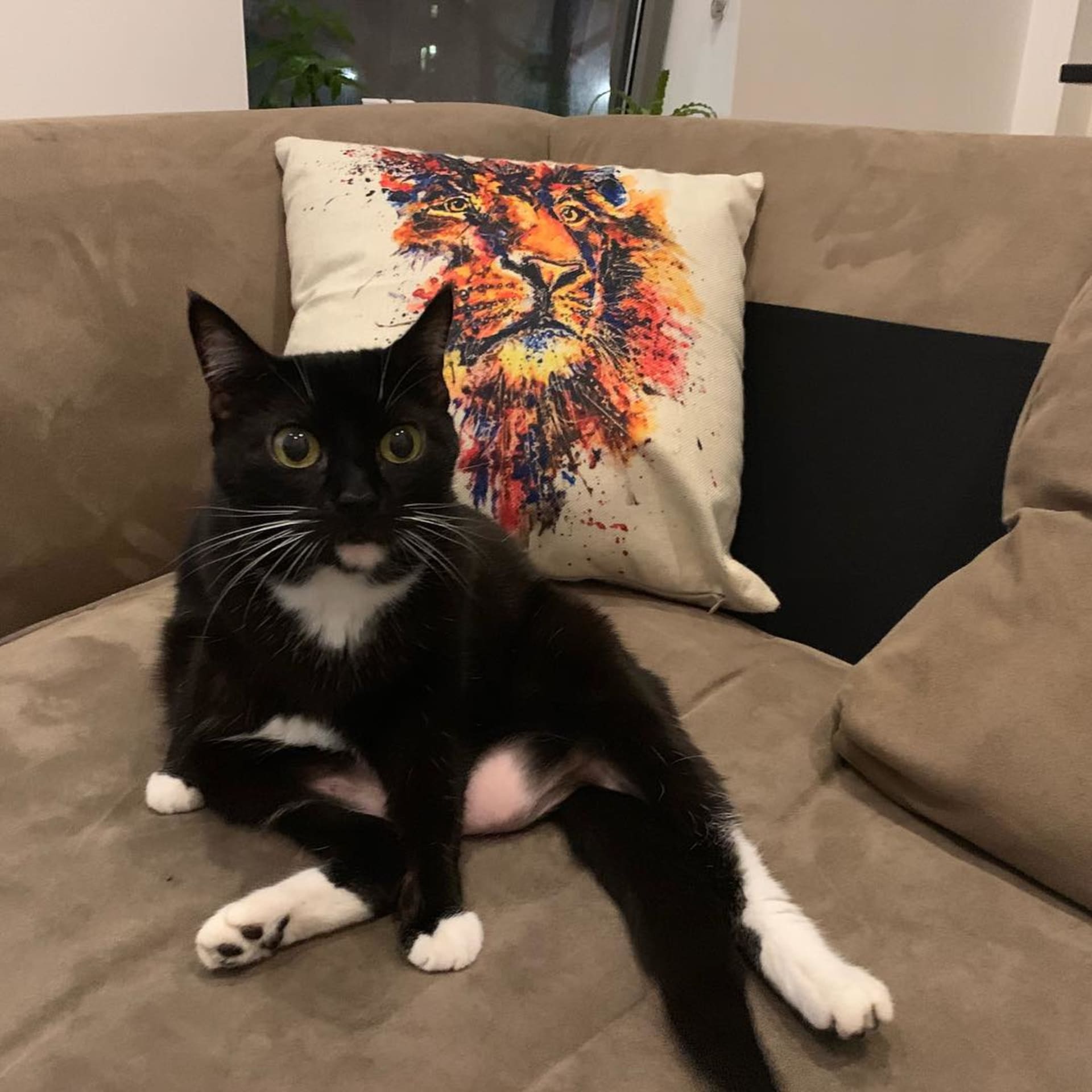 Nala