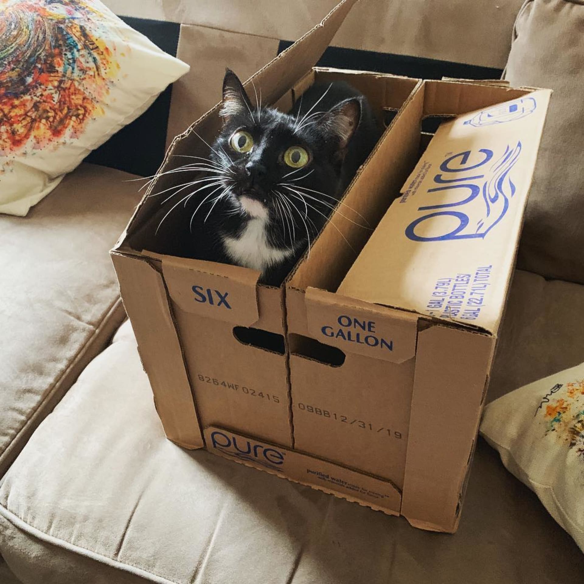Nala