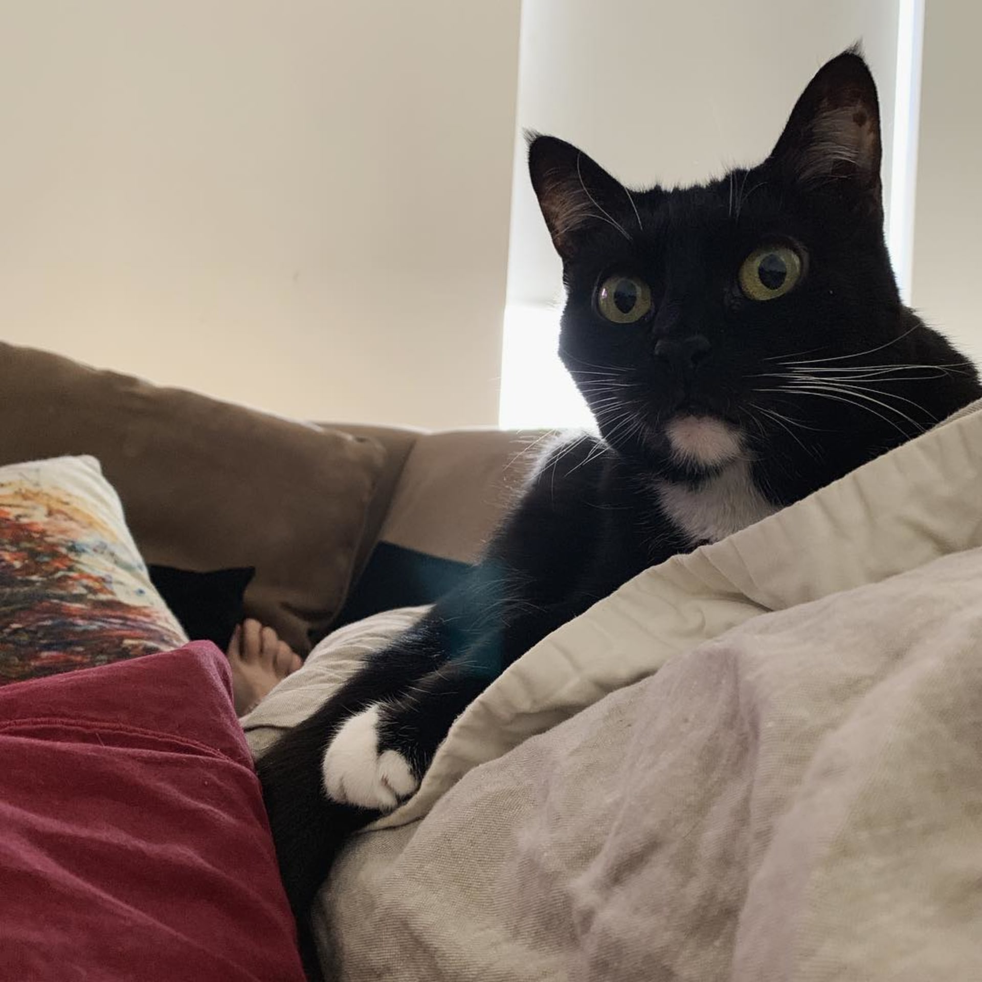 Nala