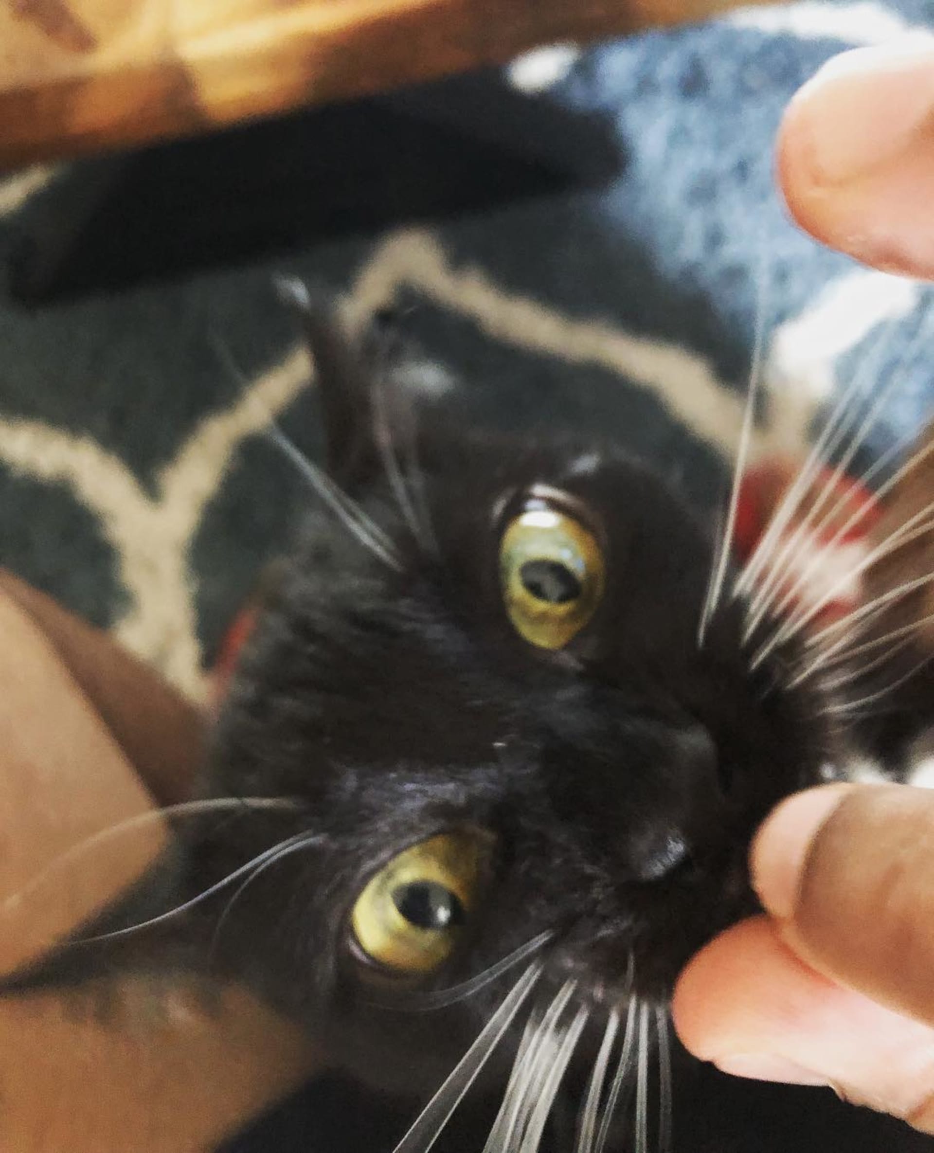 Nala