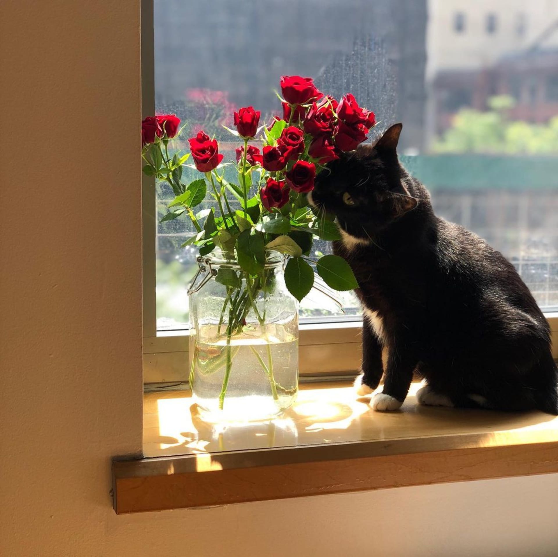 Nala