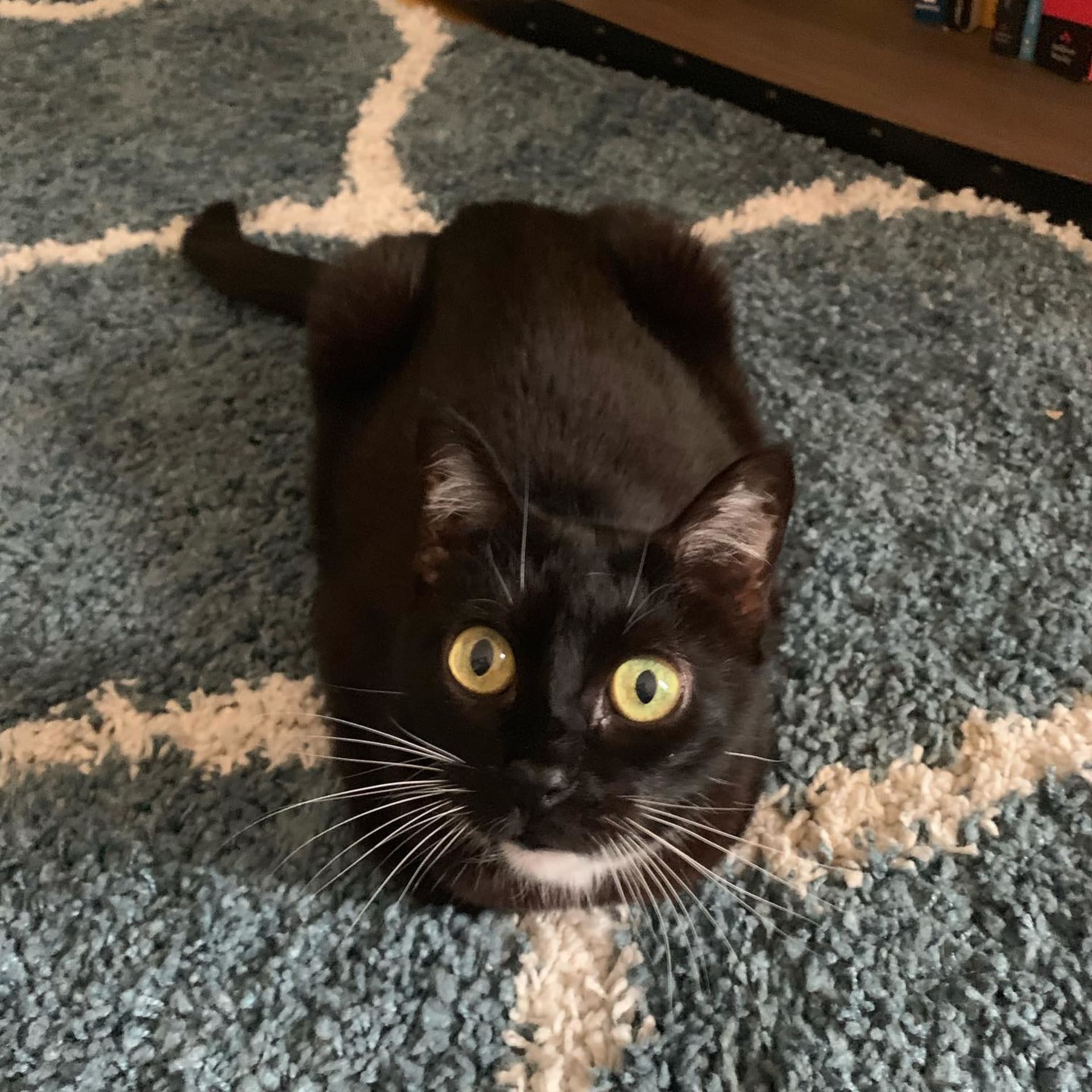 Nala