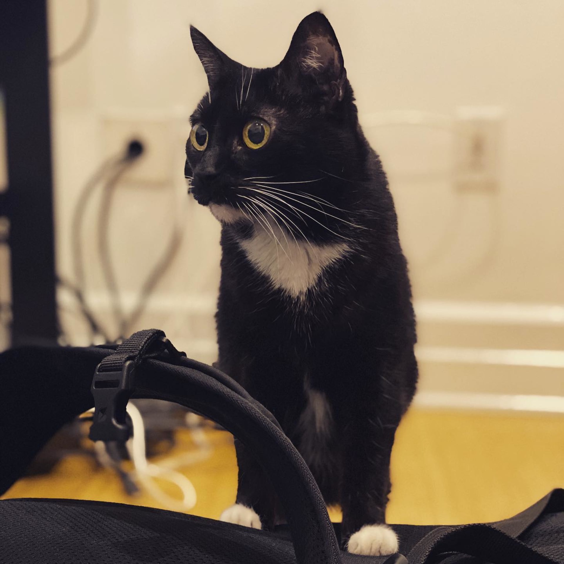 Nala