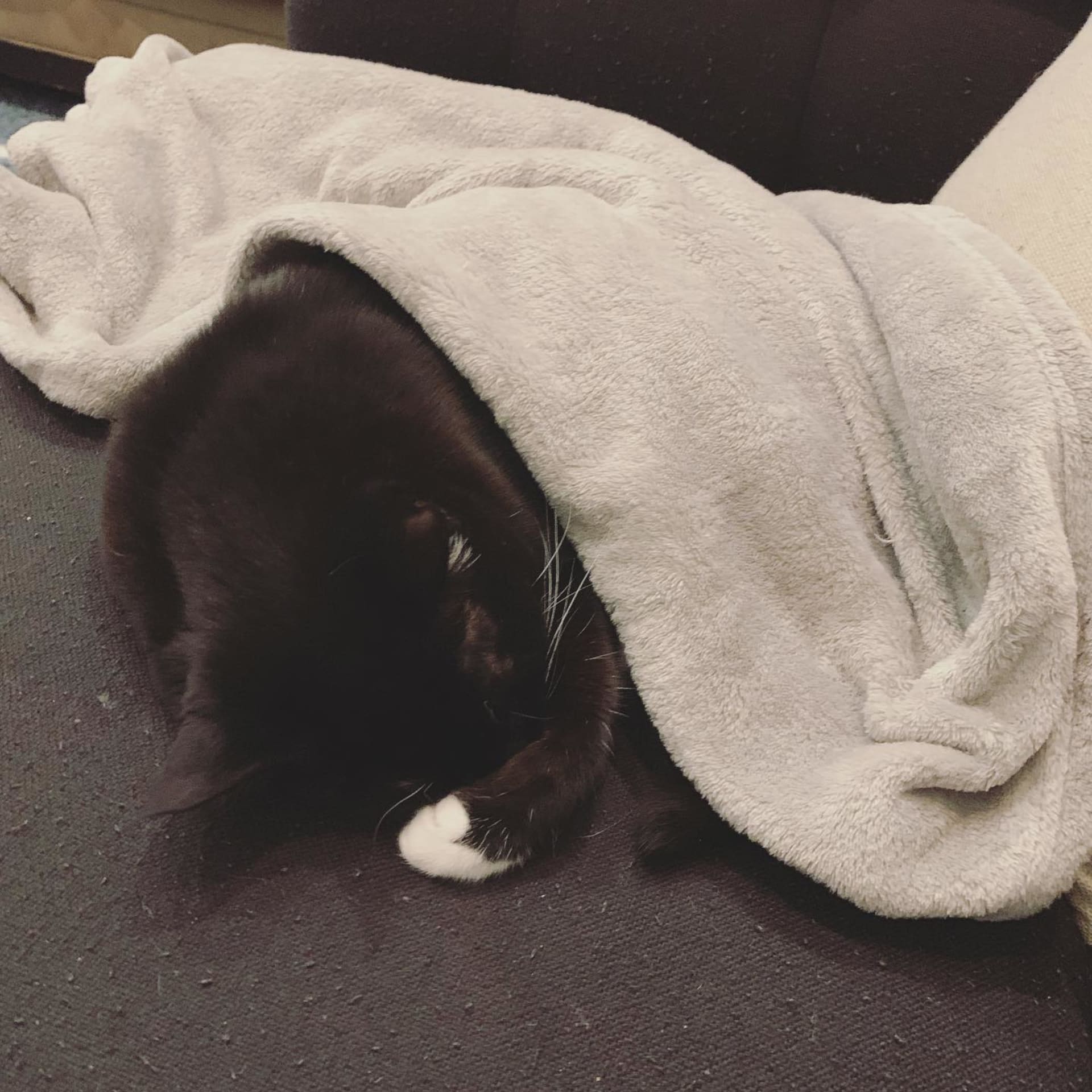 Nala