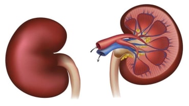 किडनी को मजबूत बनाएंगे ये सुपरफूड्स, बेहतर सेहत के लिए जरूर शामिल करें डाइट में