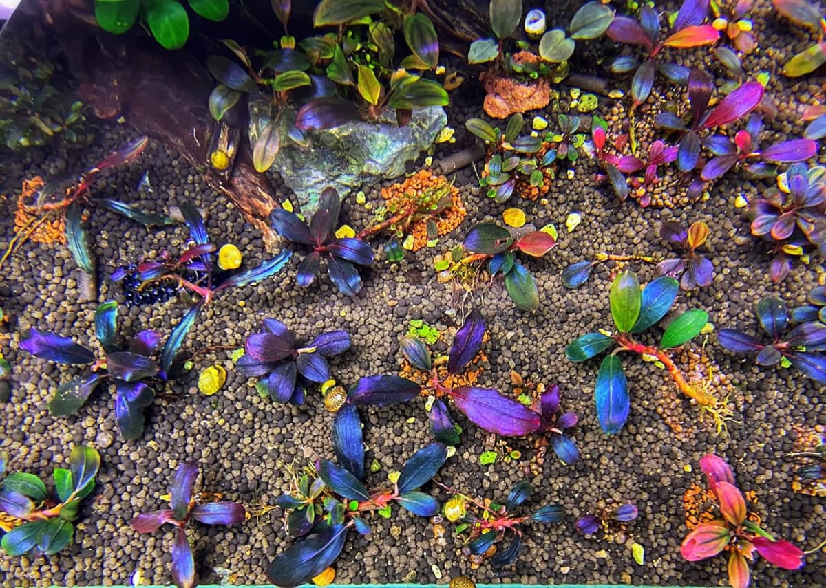 Professional fish tank cleaning service in progress showing clean aquarium glass and clear water