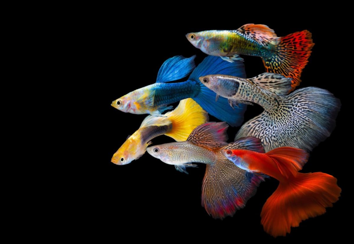 Rainbow Guppy