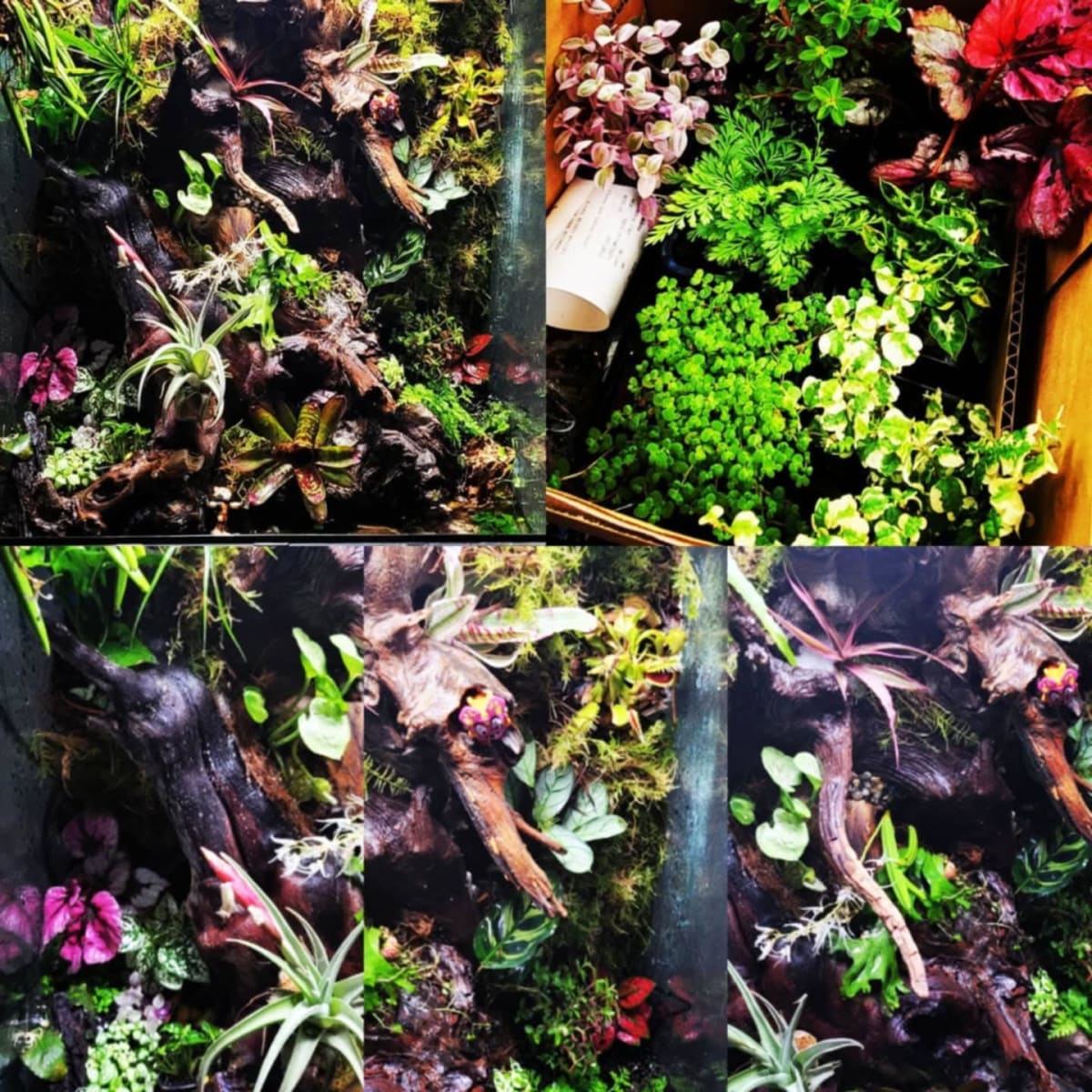 Home Aquarium Transformation - Media 9