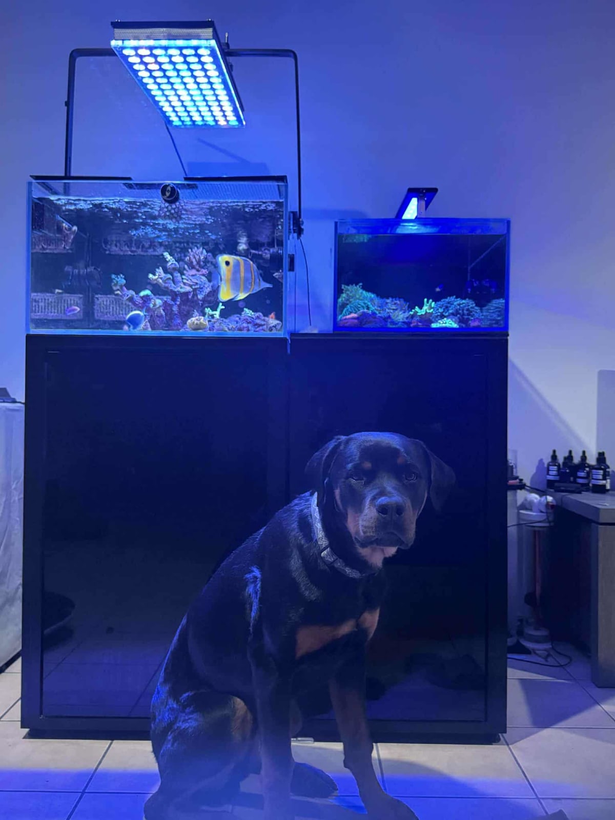 Saltwater Reef Tank Setup & Maintenance - Main Image