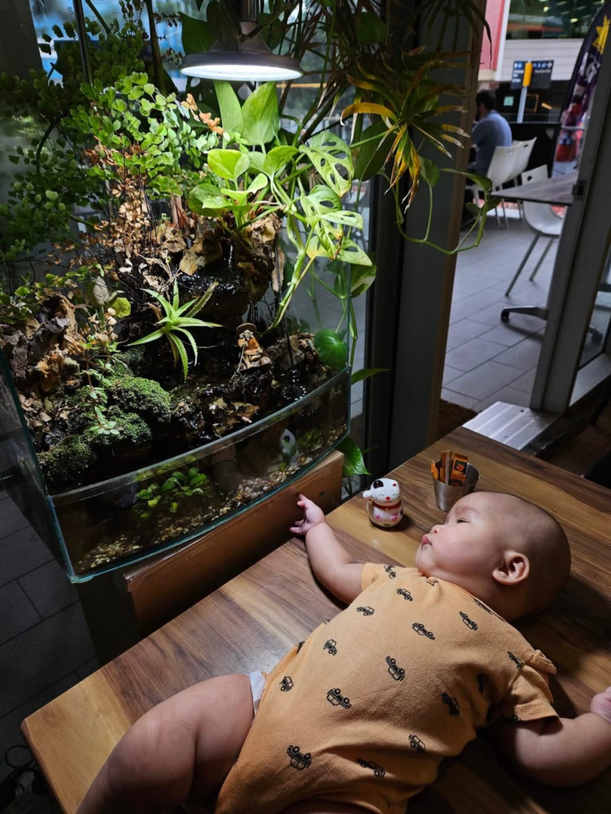 Planted Freshwater Ecosystem - Media 6