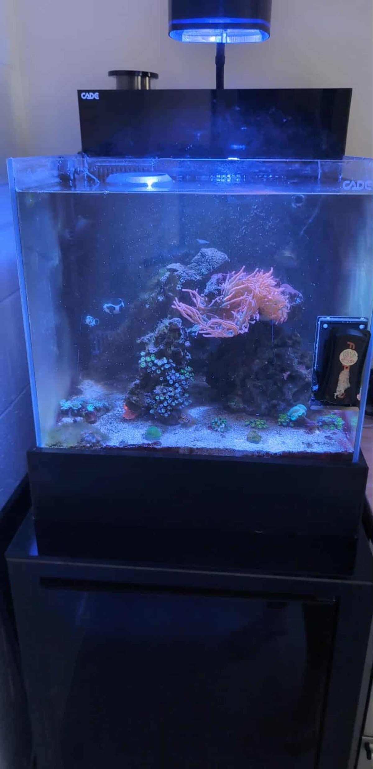 Saltwater Reef Tank Setup & Maintenance - Media 4