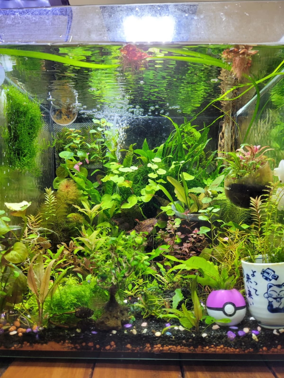 Home Aquarium Transformation - Media 7