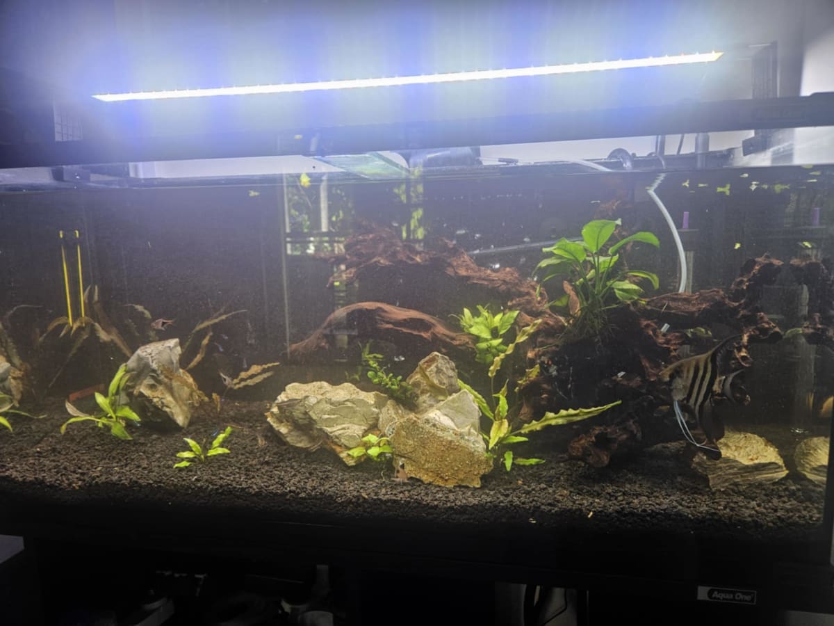 Planted Freshwater Ecosystem - Media 2