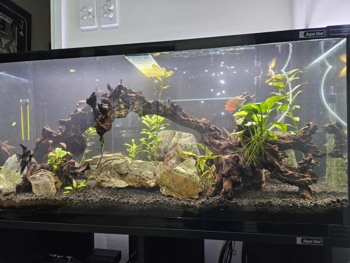 Planted Freshwater Ecosystem - Main Image