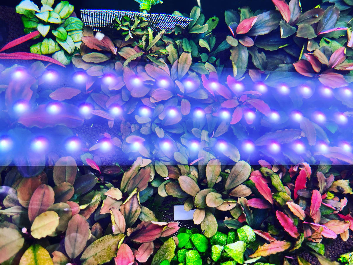 Planted Freshwater Ecosystem - Media 3