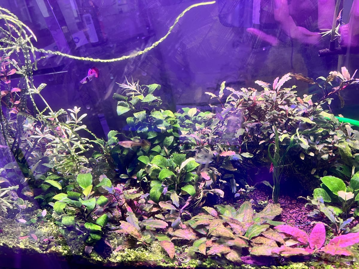 Planted Freshwater Ecosystem - Media 4