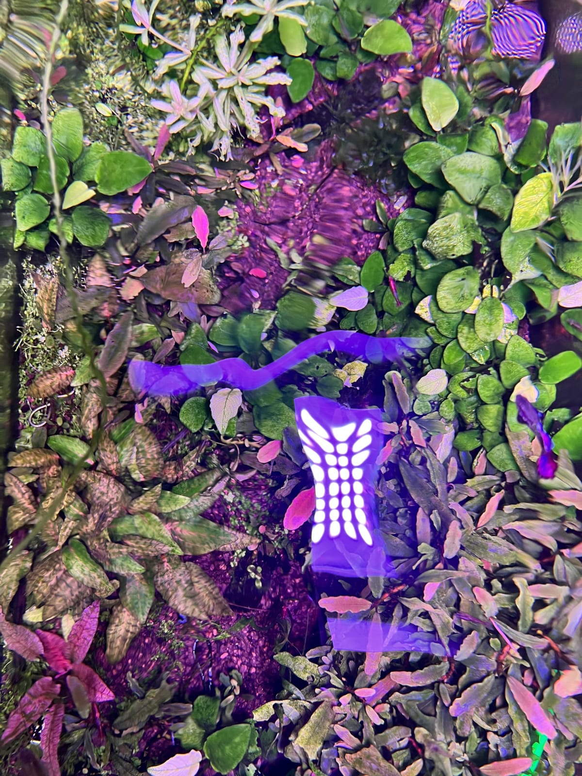 Planted Freshwater Ecosystem - Media 8