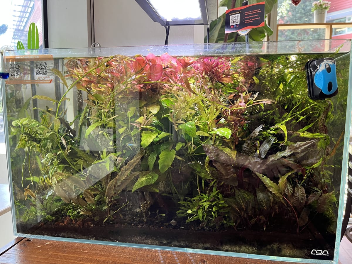 Home Aquarium Transformation - Media 6