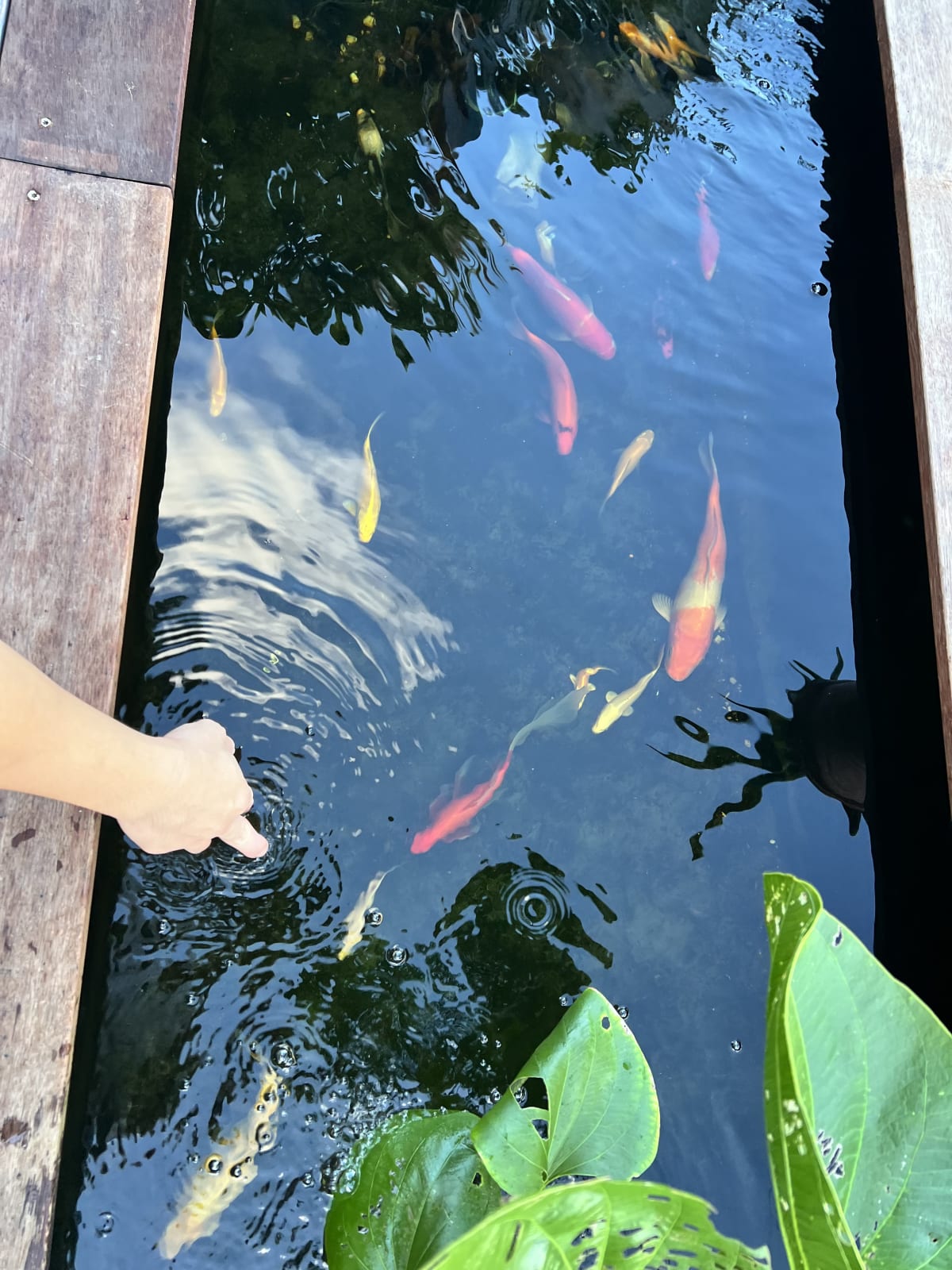 Home Aquarium Transformation - Main Image