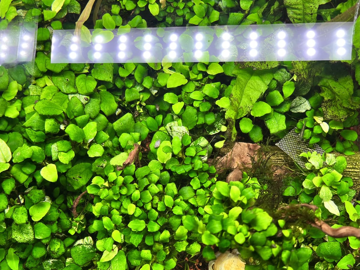 Home Aquarium Transformation - Media 3