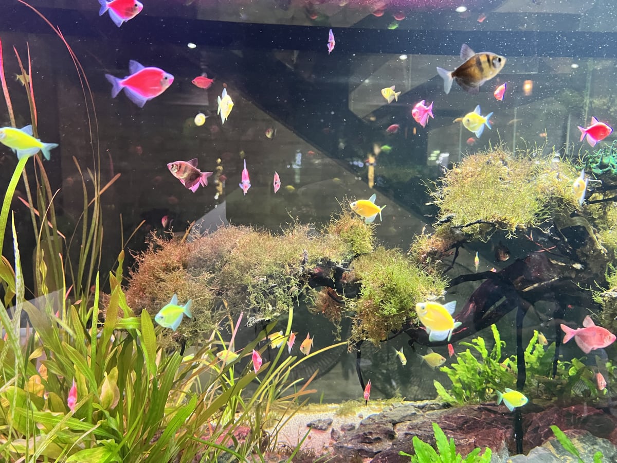 Home Aquarium Transformation - Media 2