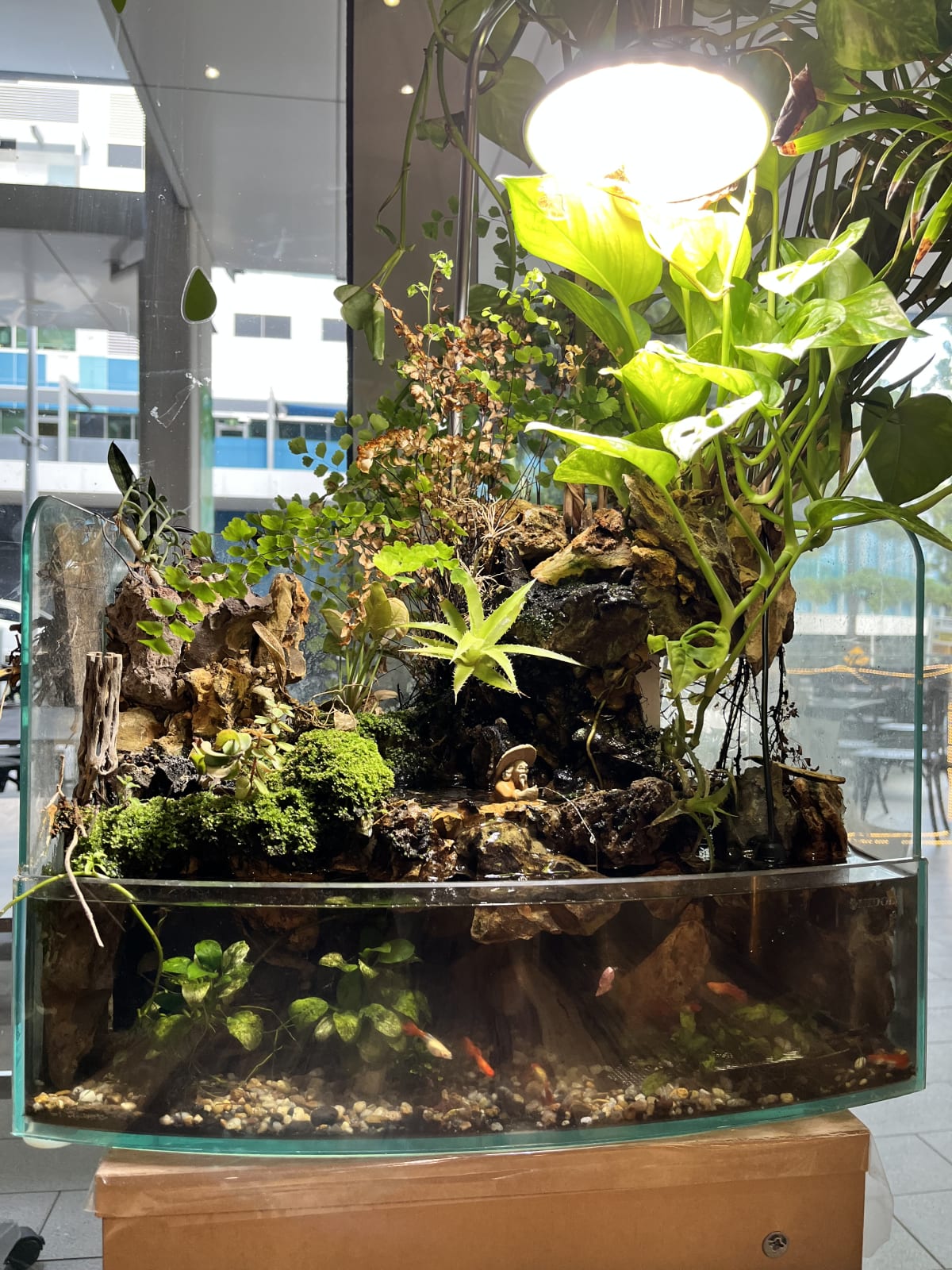 Home Aquarium Transformation - Media 5