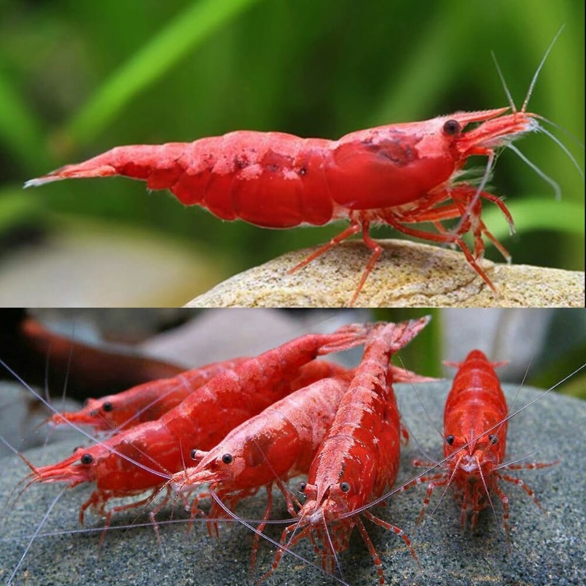 Red Cherry Shrimp- 1.5cm - Image 1