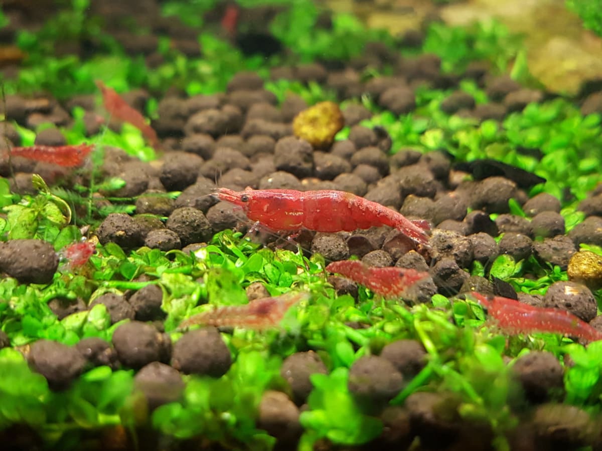 Red Cherry Shrimp- 1.5cm - Thumbnail 2