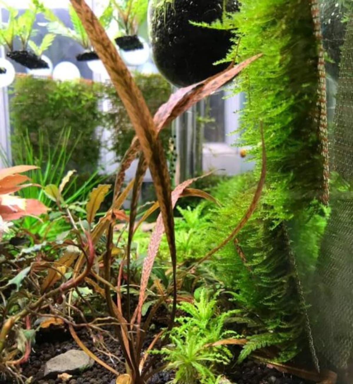 Cryptocoryne spiralis 'Tiger - Image 1
