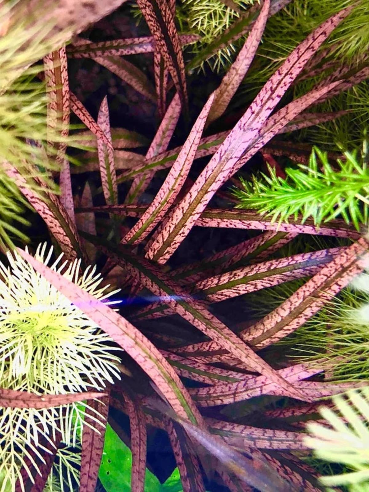 Cryptocoryne spiralis 'Tiger - Thumbnail 2