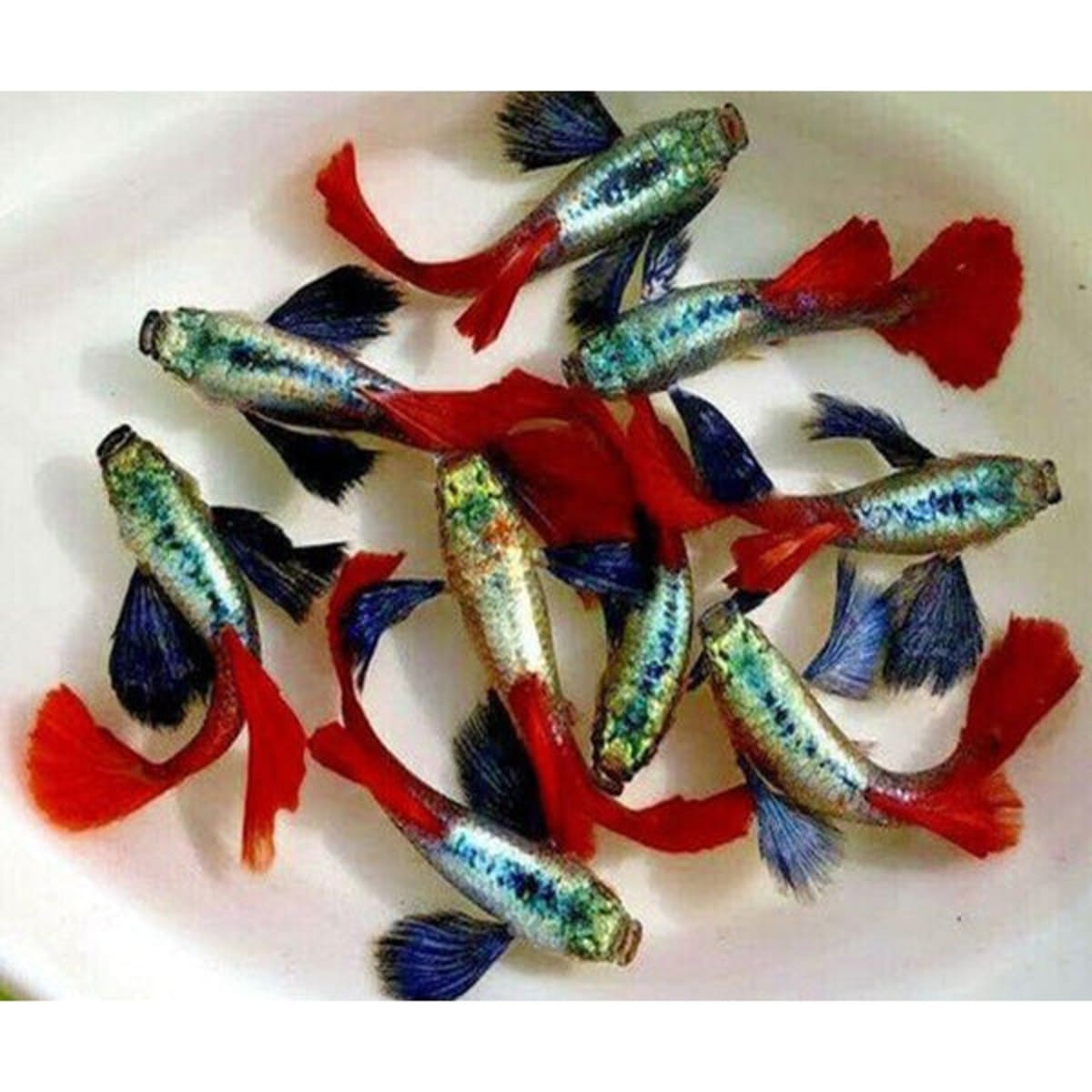 BIG DUMBO EAR GUPPY - Image 1