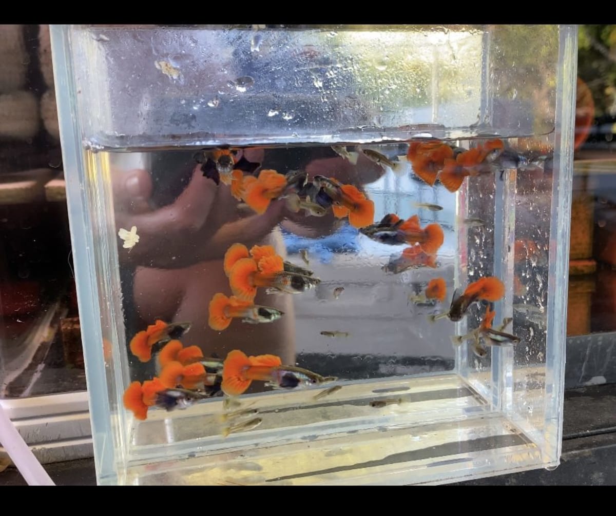 BIG DUMBO EAR GUPPY - Thumbnail 3