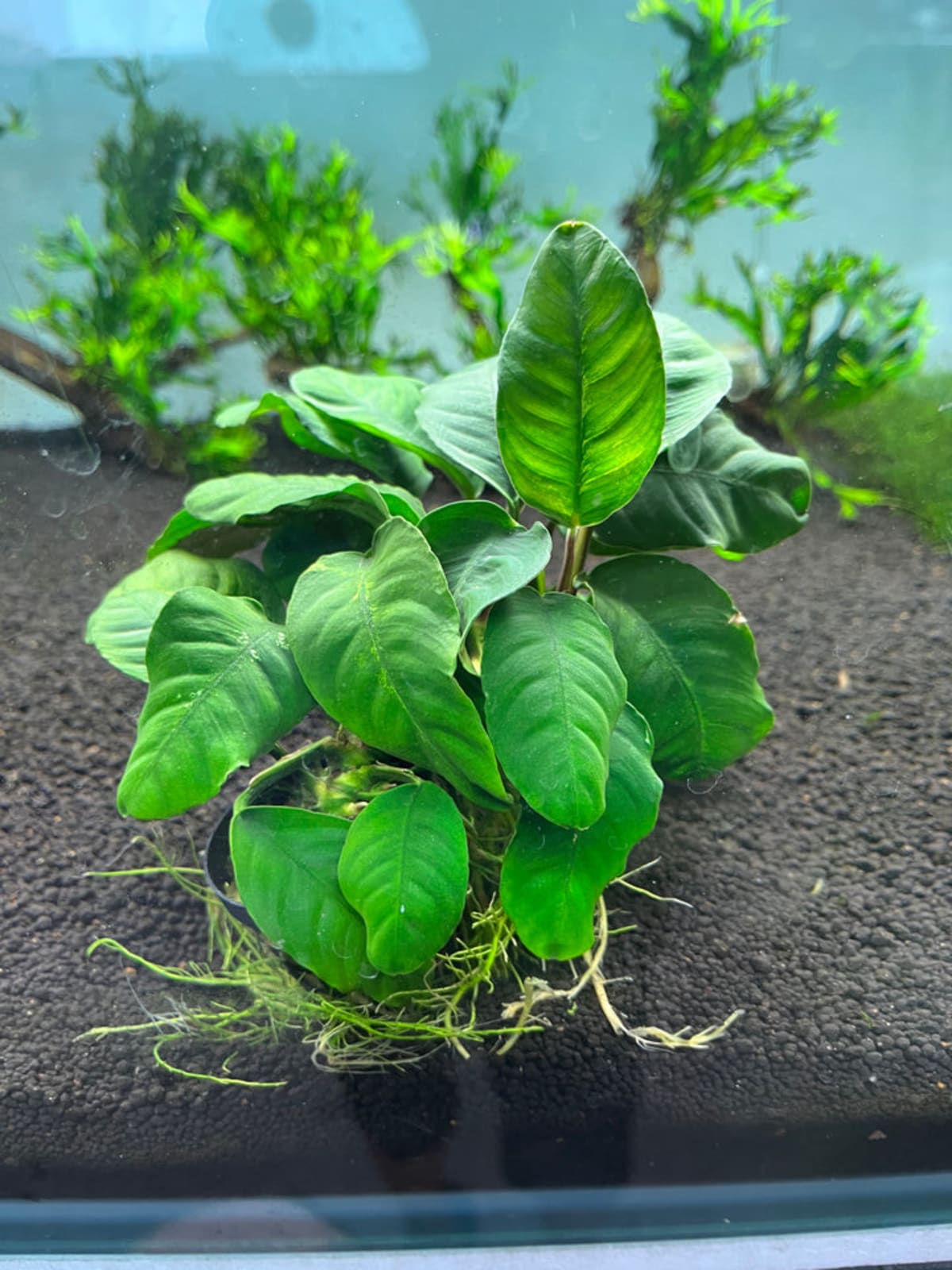 Anubias Coffeefolia - Image 1