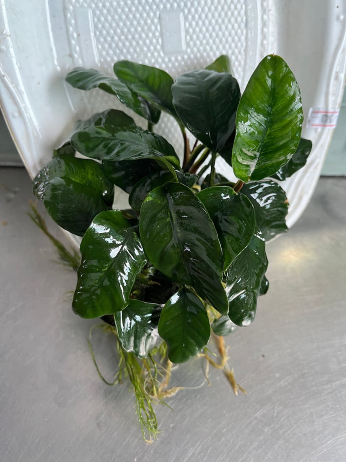 Anubias Coffeefolia - Thumbnail 2