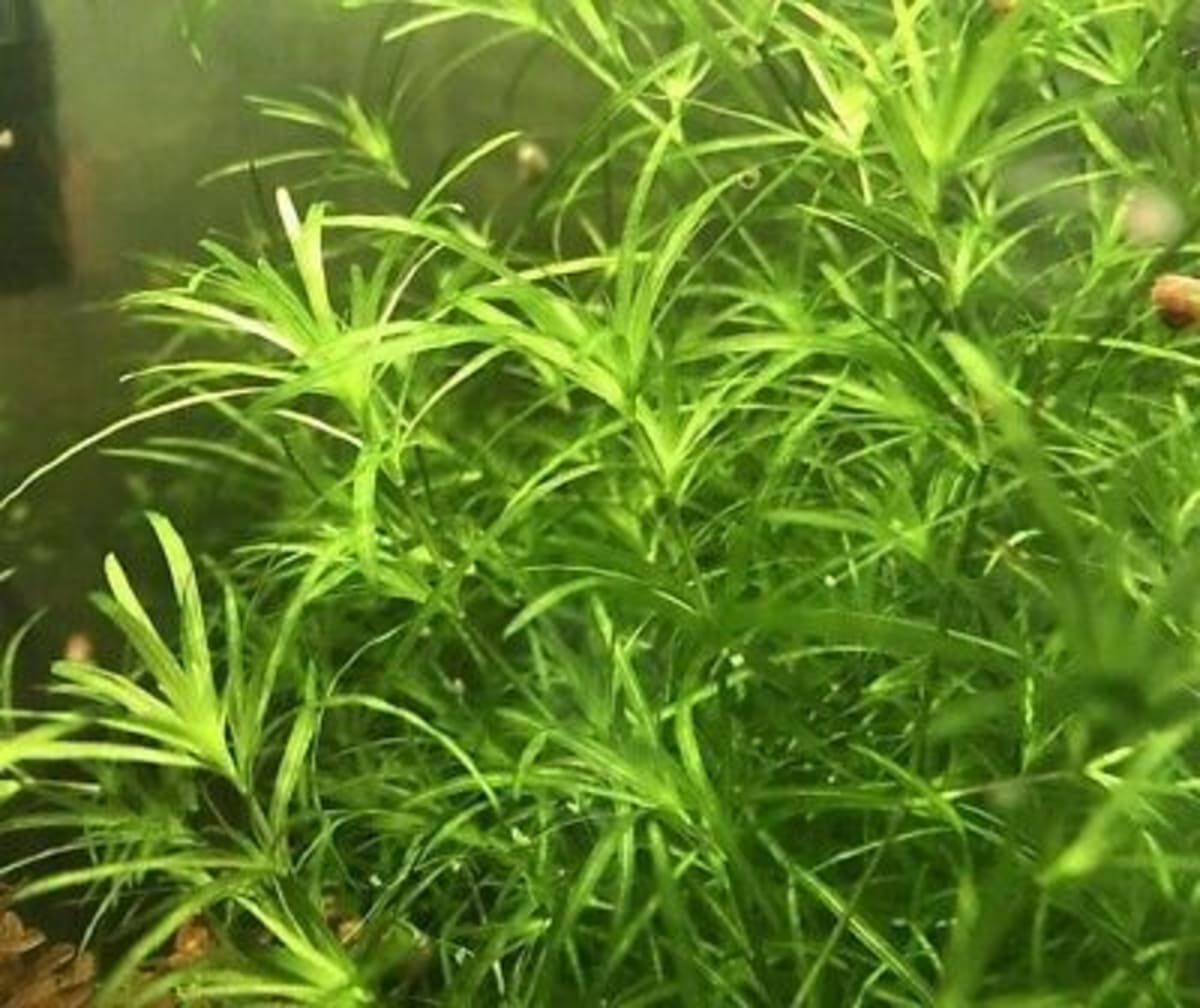 Guppy Grass - Image 1