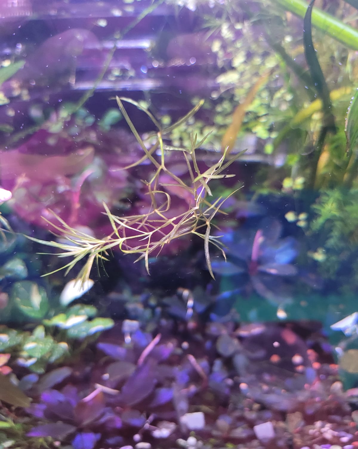 Guppy Grass - Thumbnail 2