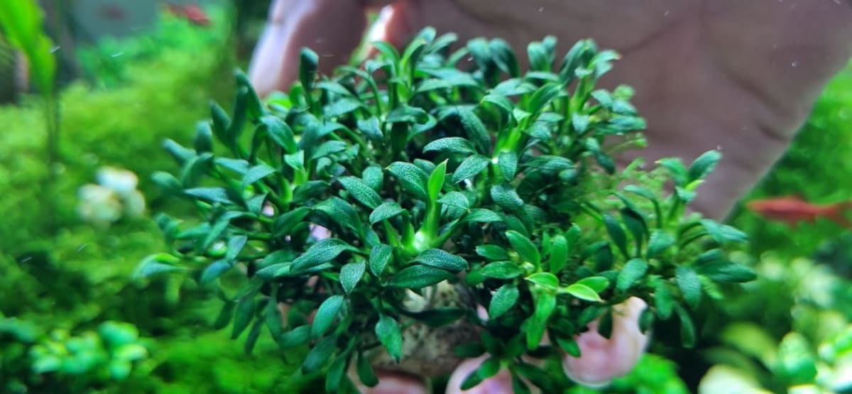 Anubias Chili - Submerged/Limited stock - Thumbnail 3