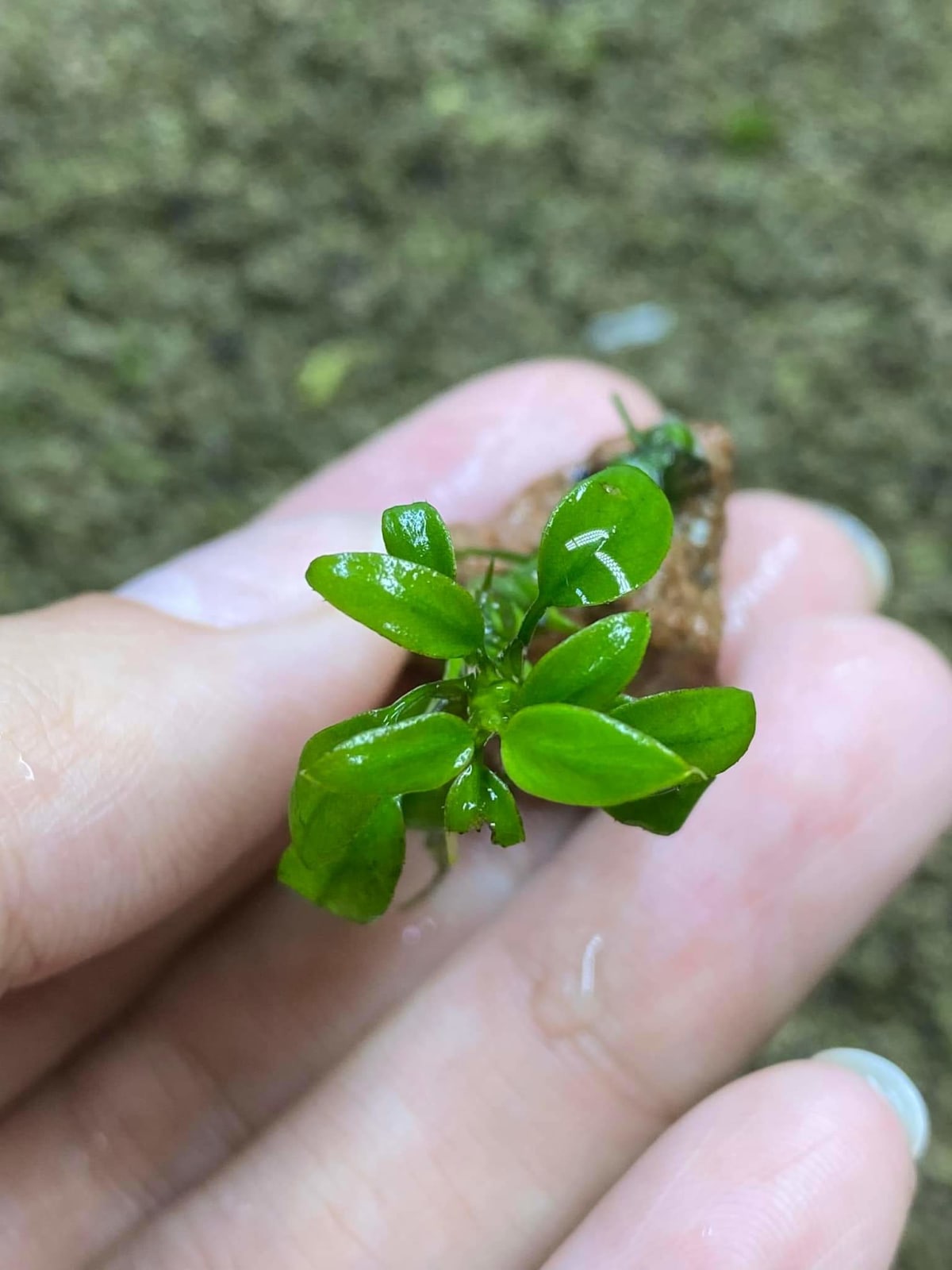 Anubias Chili - Submerged/Limited stock - Thumbnail 7