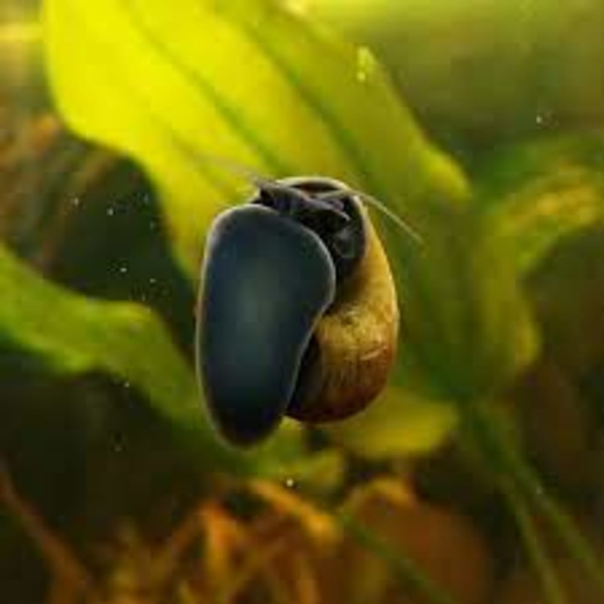 Black Foot Apple Snail- Jade Mystery Snail - Image 1