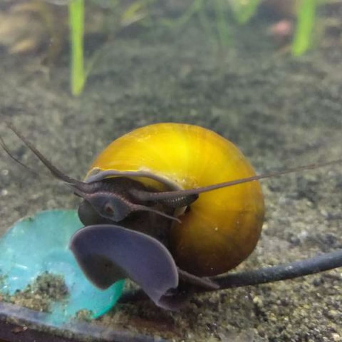 Black Foot Apple Snail- Jade Mystery Snail - Thumbnail 2