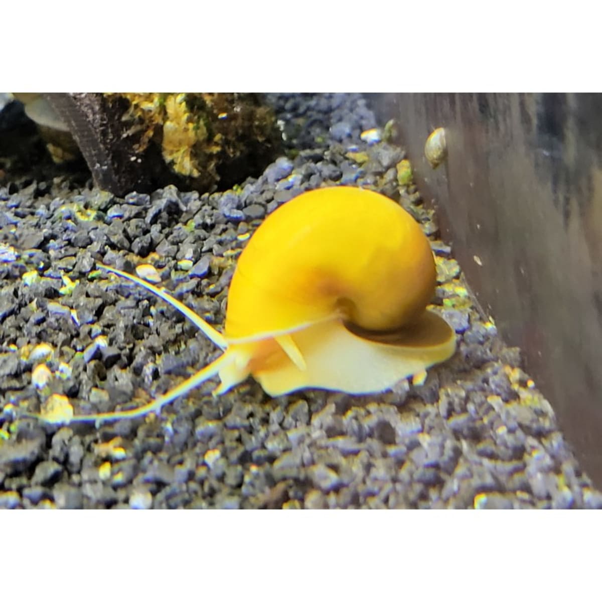Apple Snail - Mystery Snail - Thumbnail 2