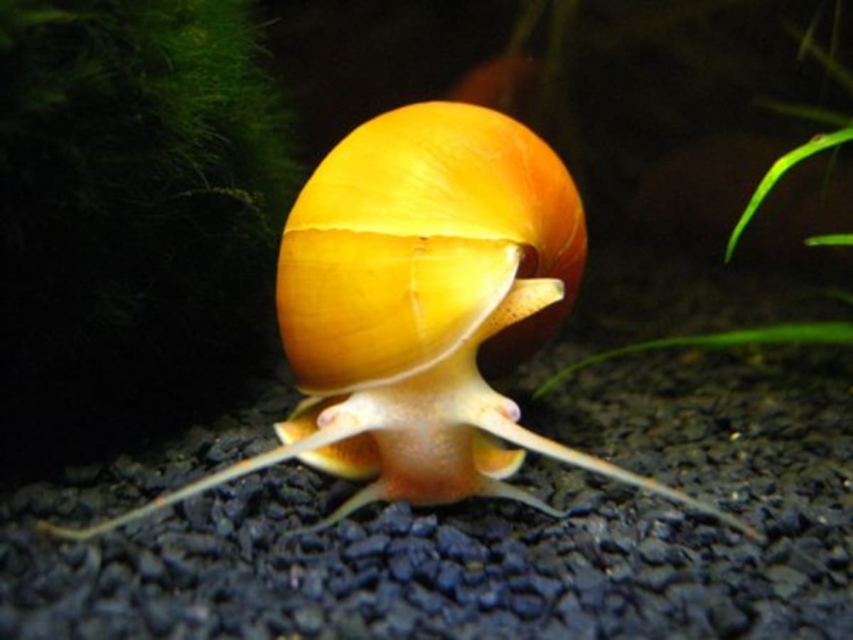 Apple Snail - Mystery Snail - Thumbnail 3