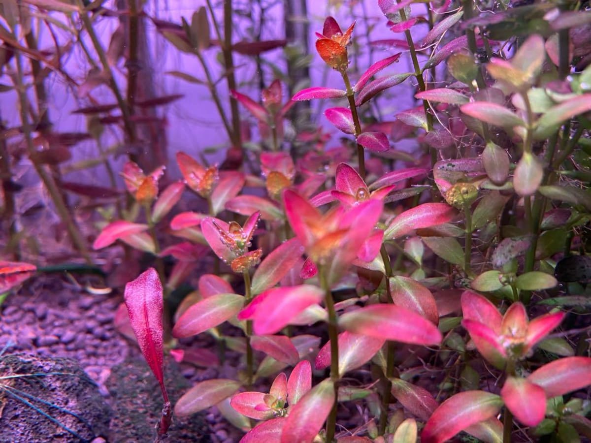 Rotala ramosior Florida - Image 1