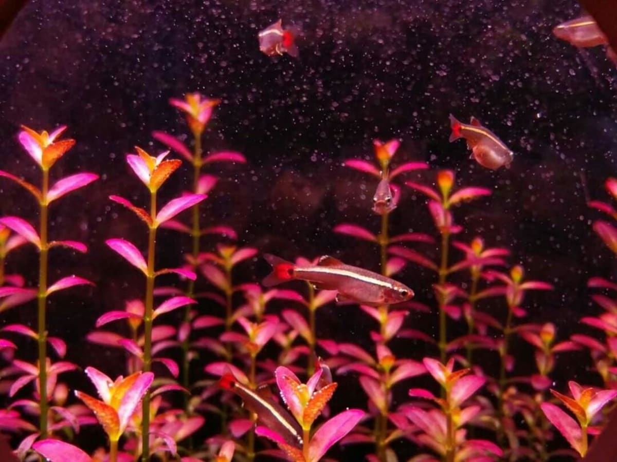 Rotala ramosior Florida - Thumbnail 2
