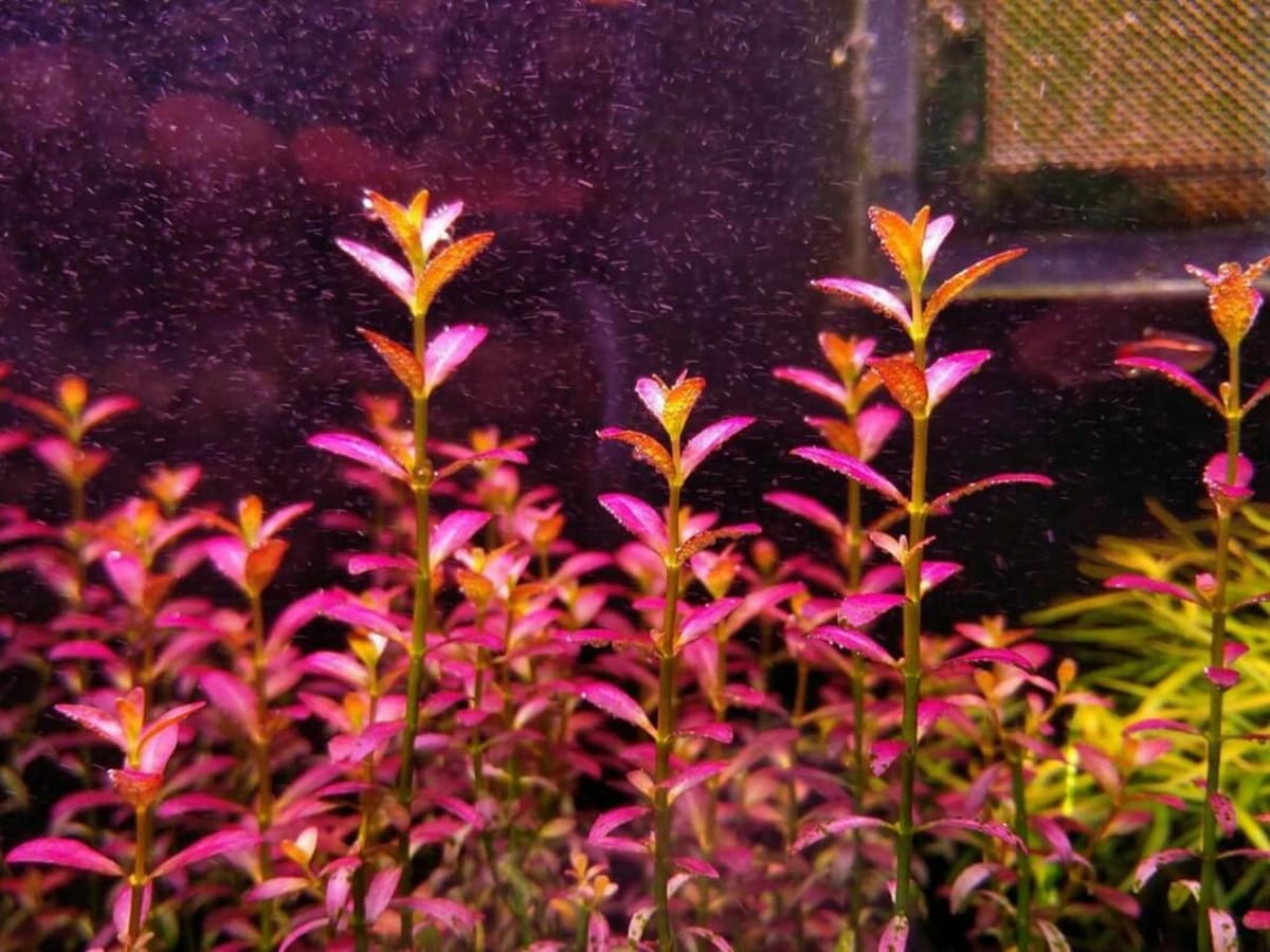Rotala ramosior Florida - Thumbnail 4