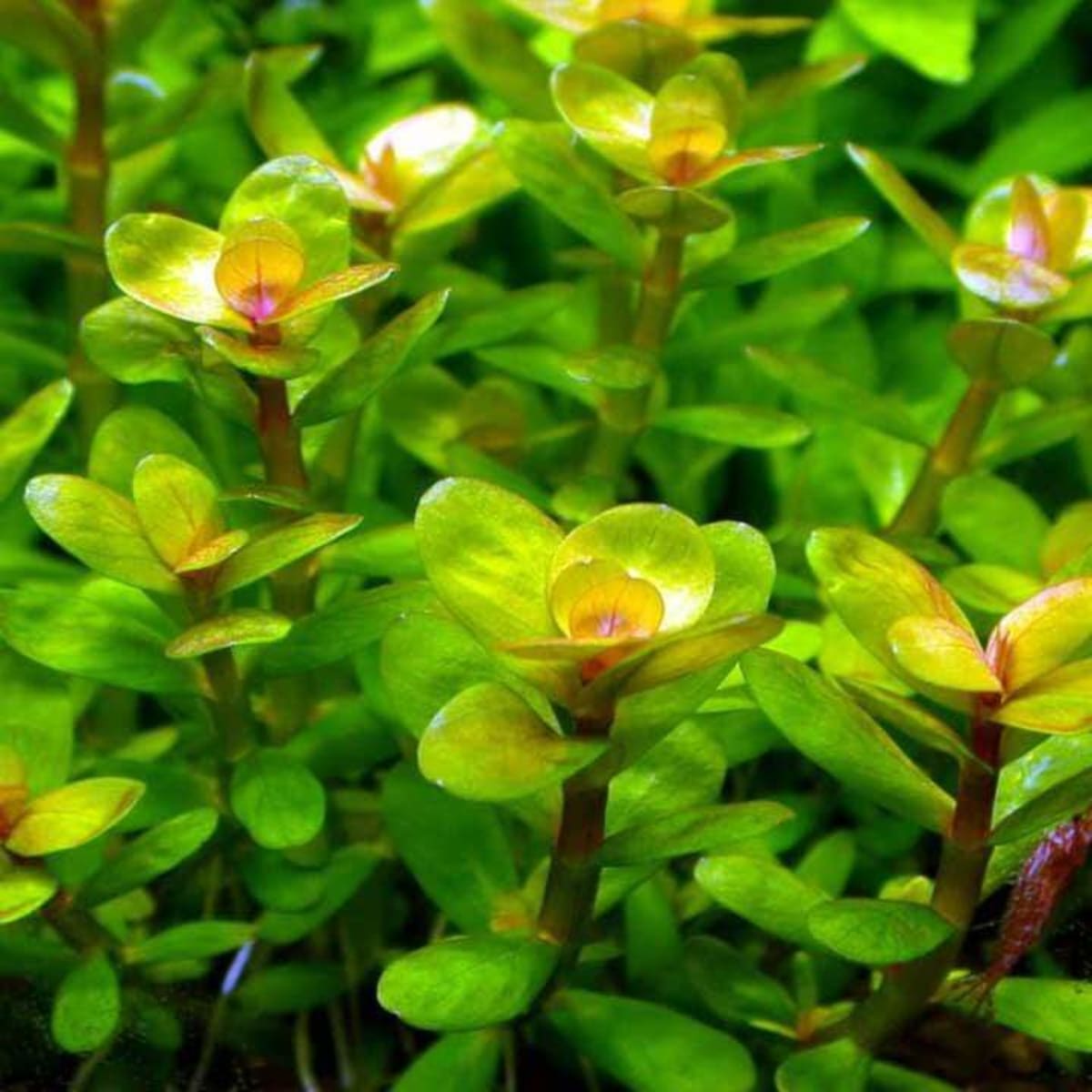 Rotala Indica/Bonsai - Image 1