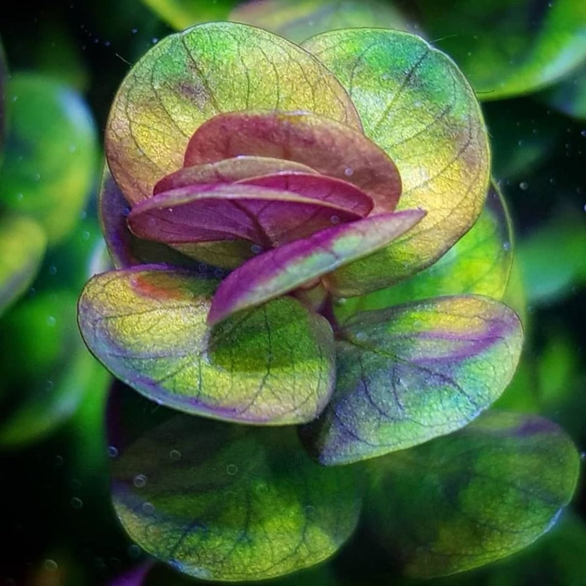 Rotala Indica/Bonsai - Thumbnail 2