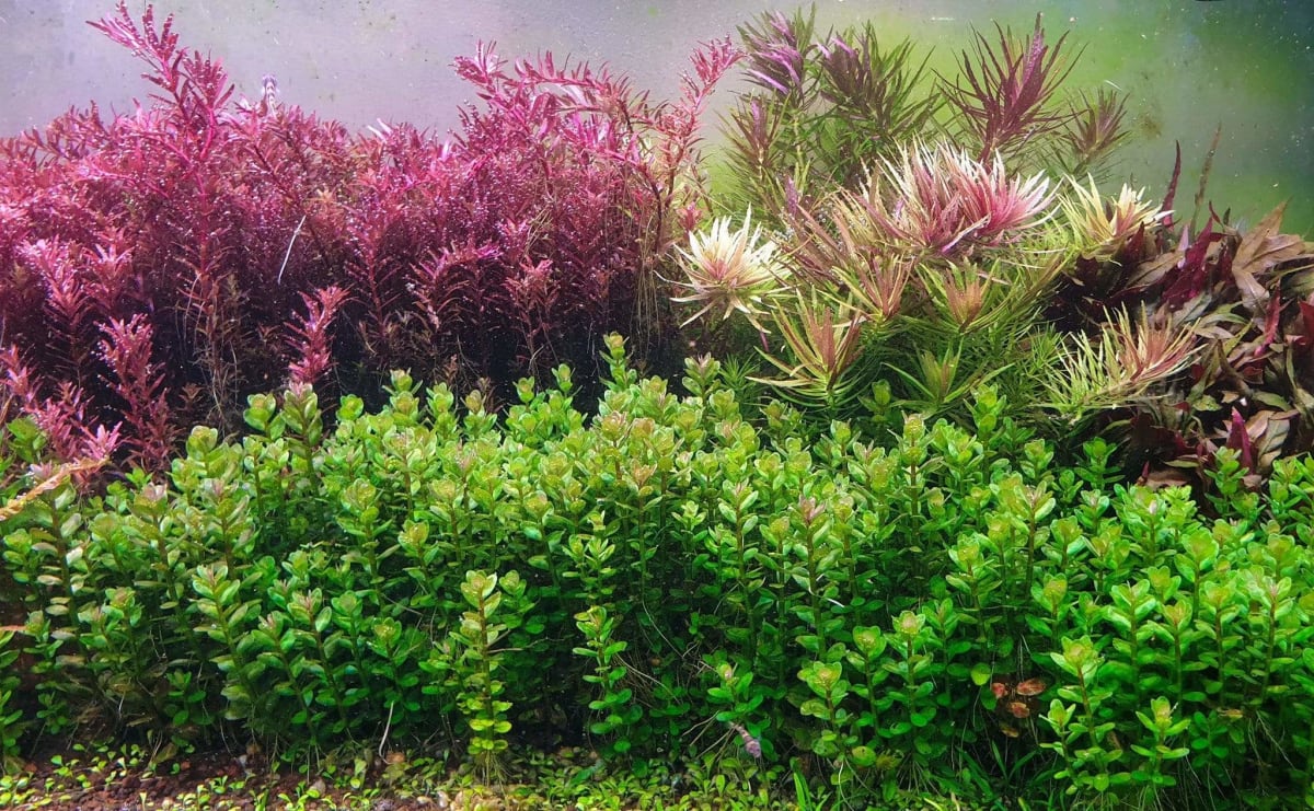 Rotala Indica/Bonsai - Thumbnail 3
